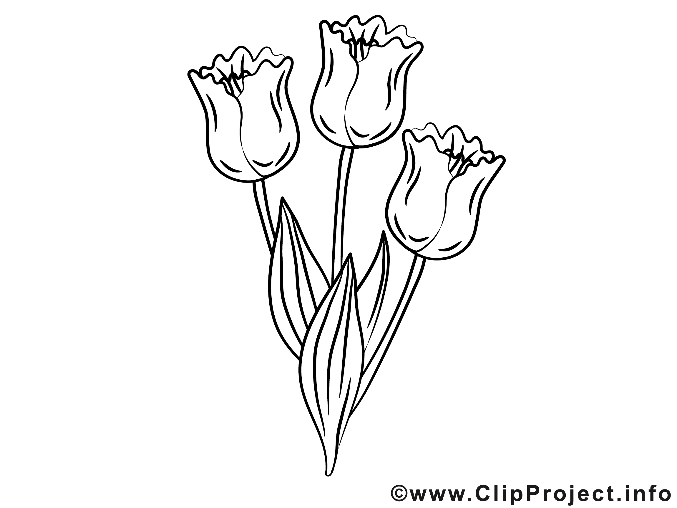 Tulipes dessin – Fleurs gratuits   imprimer