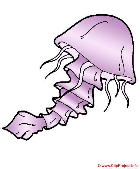 Meduse clipart gratuit