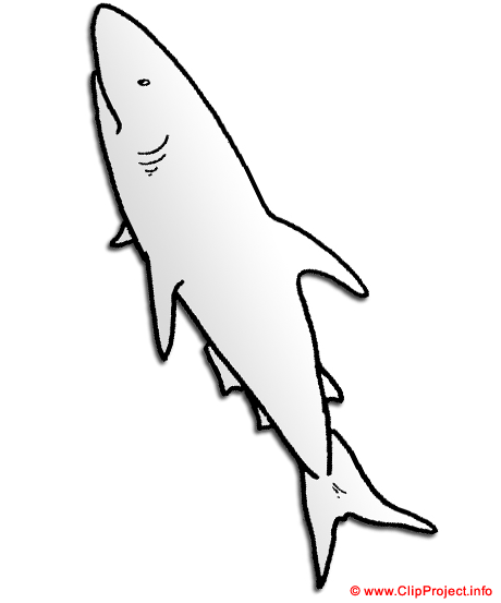 Requin blanc image gratuite