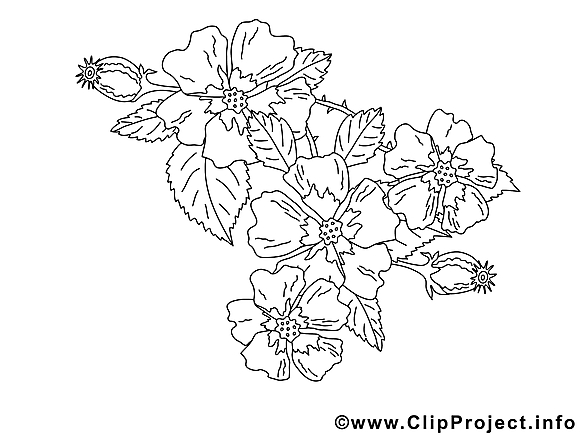 Fleurs image coloriage illustration