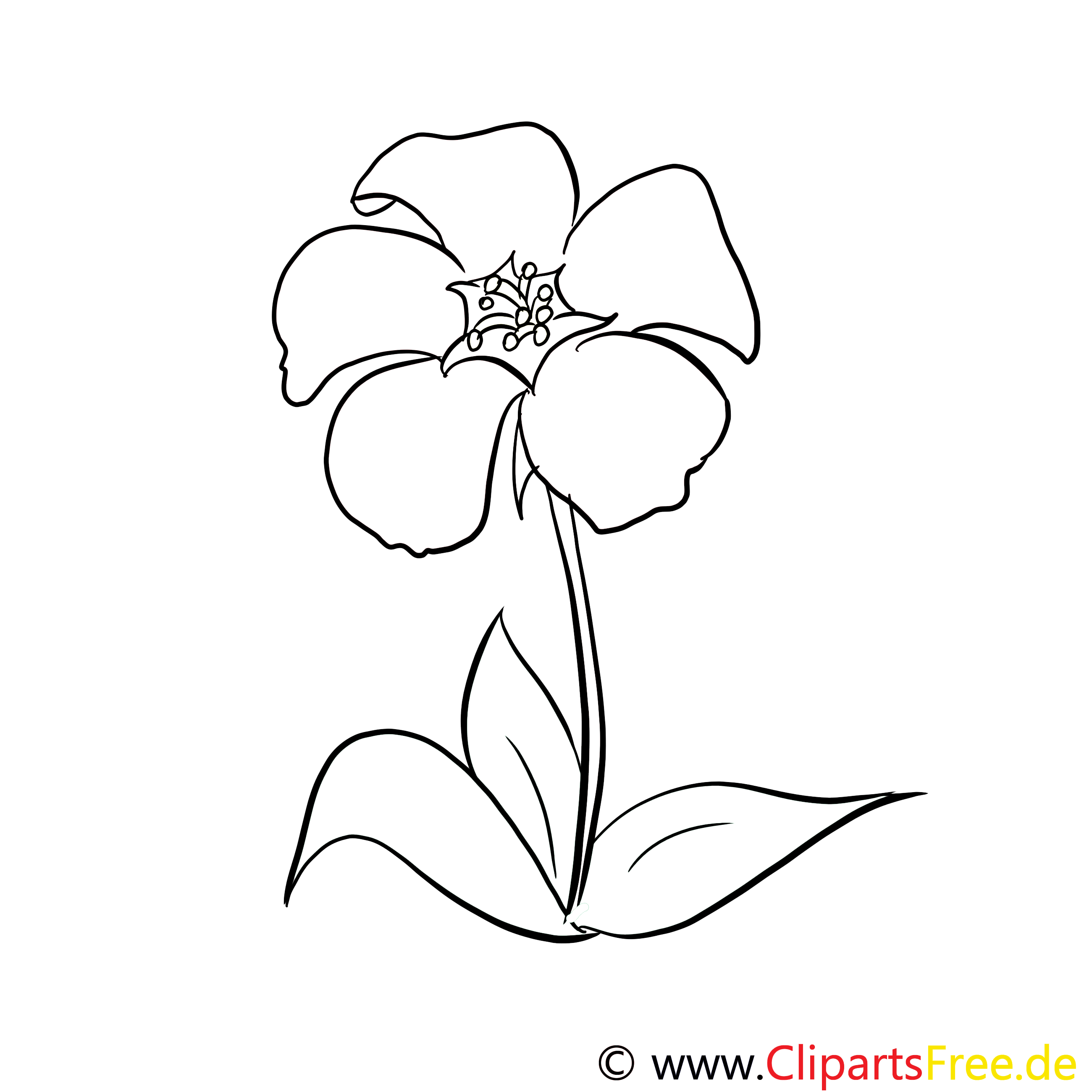 Illustration floraison – Fleurs à colorier