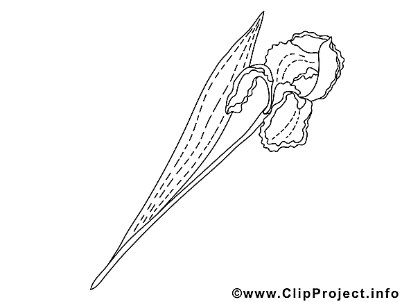 Iris dessin – Coloriage fleurs à télécharger