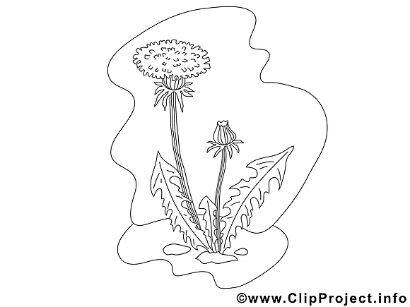 Pissenlit clip art – Fleurs image à colorier