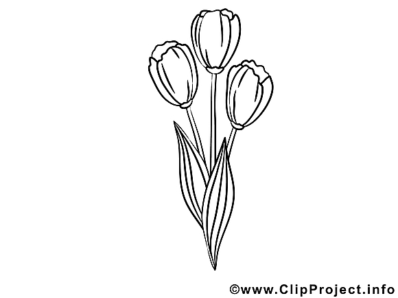 Tulipes clipart gratuit – Fleurs à colorier