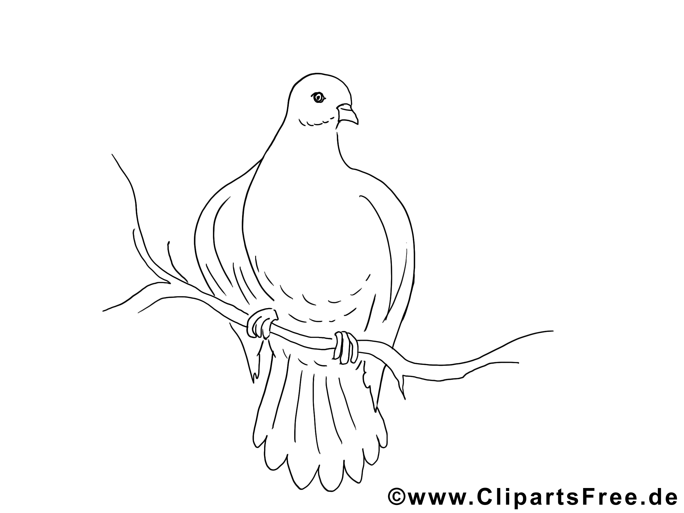 Clipart colombe – Pentecôte dessins à colorier