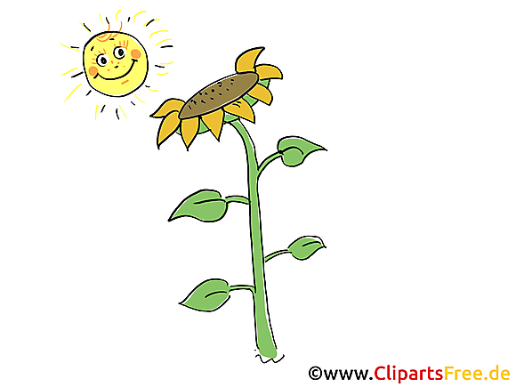 Illustration gratuite tournesol  – Ferme clipart