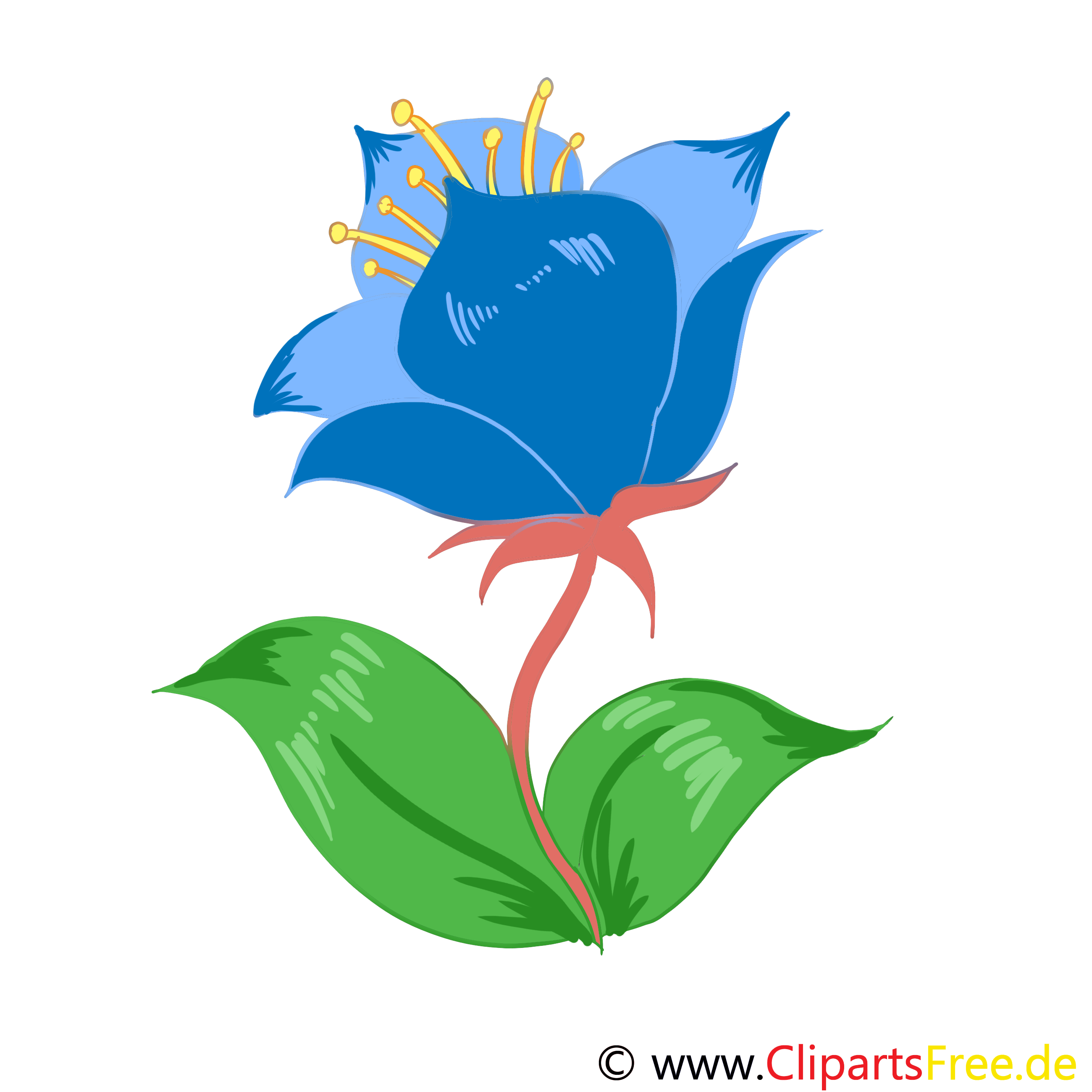 Bleuet illustration – Fleurs images