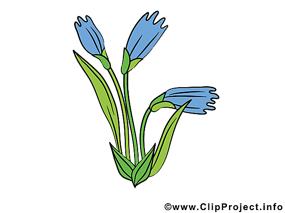 Bleuet image gratuite – Fleurs cliparts