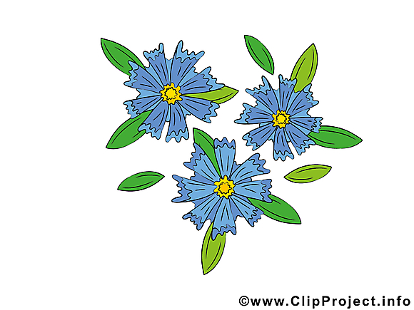 Bleuet images gratuites – Fleurs clipart