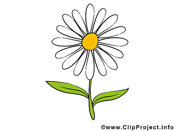 Camomille images – Fleurs dessins gratuits
