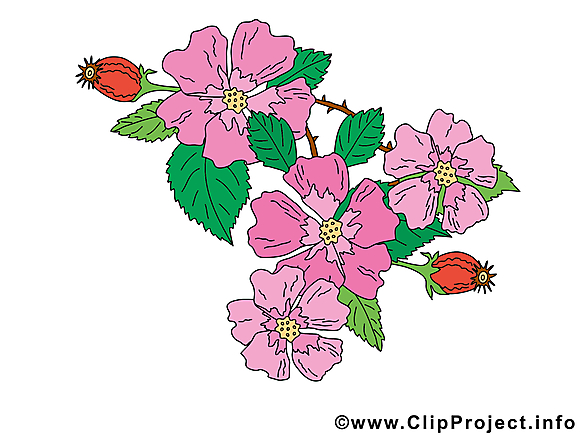 Églantine image à télécharger – Fleurs clipart