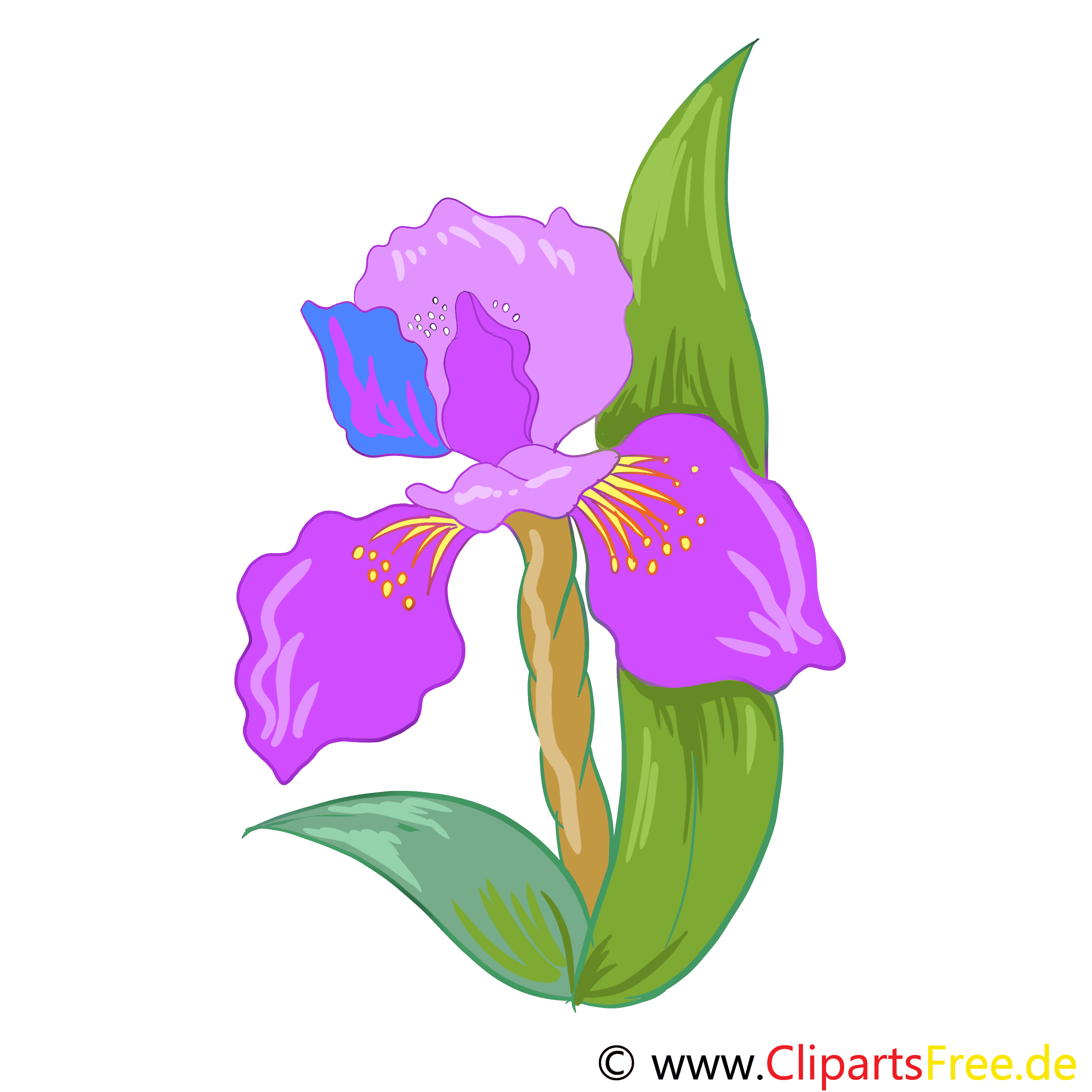 Iris cliparts gratuis – Fleurs images