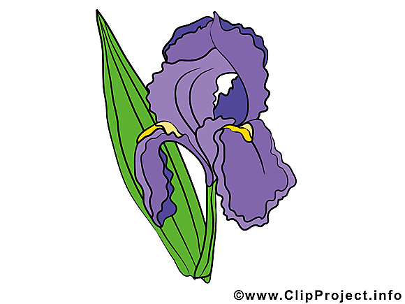 Iris images à télécharger – Fleurs clip art gratuit