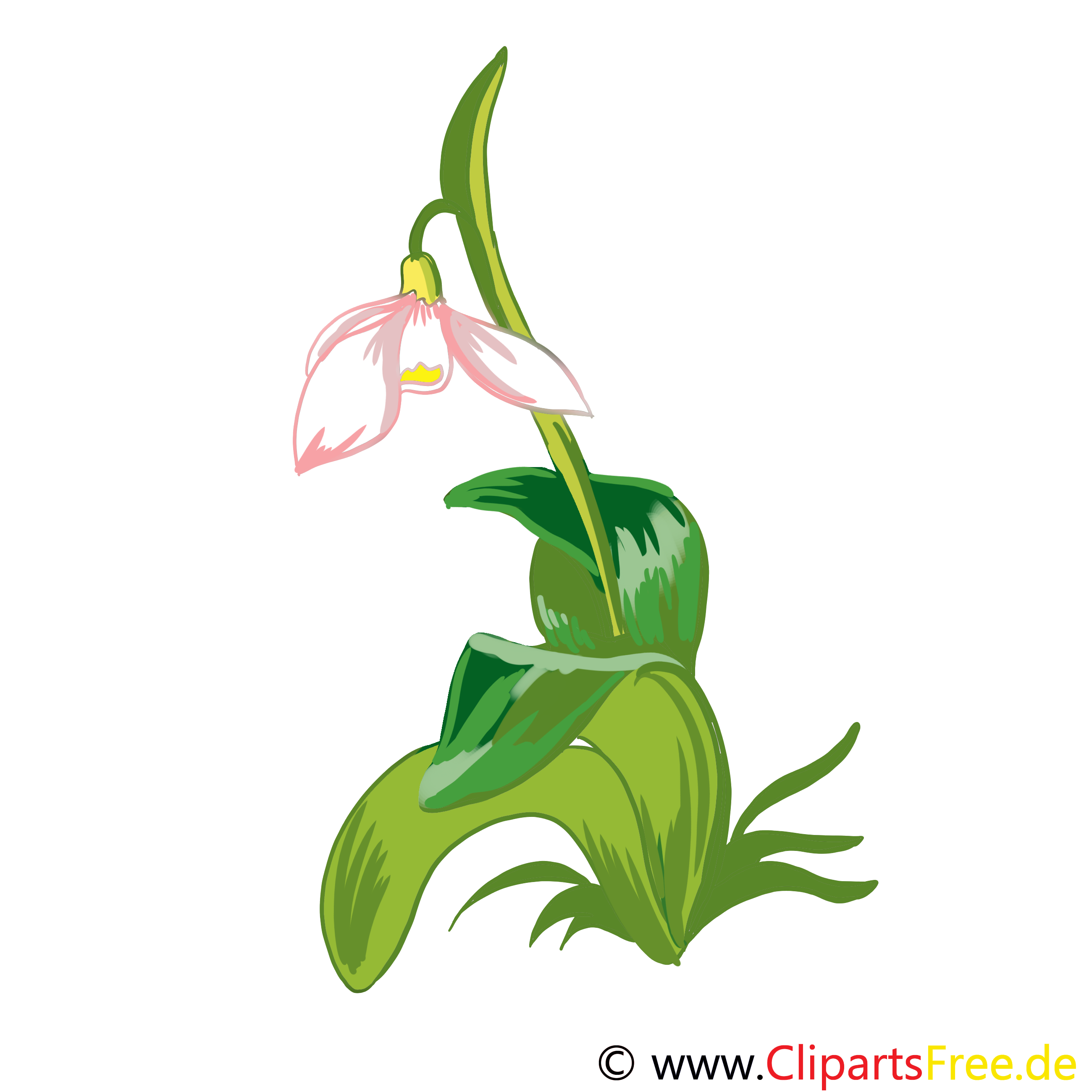 Lys illustration gratuite – Fleurs clipart