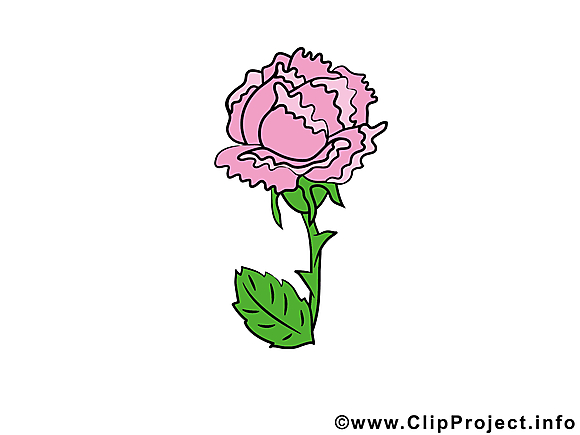 Pavot image gratuite – Fleurs illustration