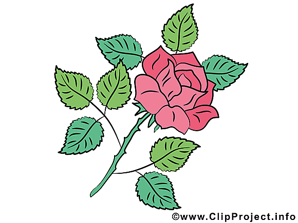 Rose illustration à télécharger – Fleurs images