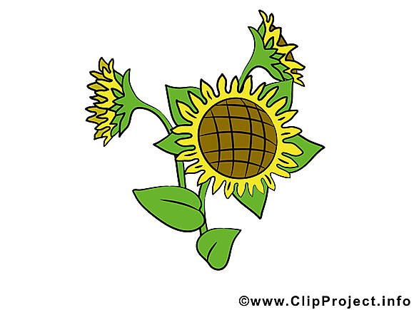 Tournesol dessin – Fleurs clip arts gratuits