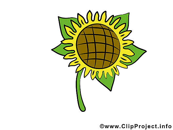 Tournesol dessins gratuits – Fleurs clipart