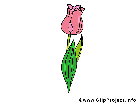 Tulipe clip art – Fleurs gratuite