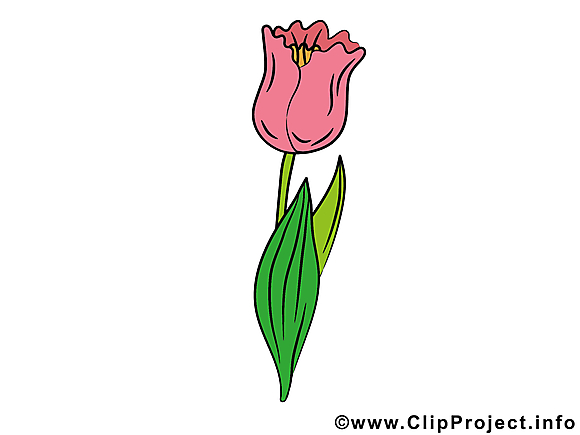 Tulipe image à télécharger – Fleurs clipart