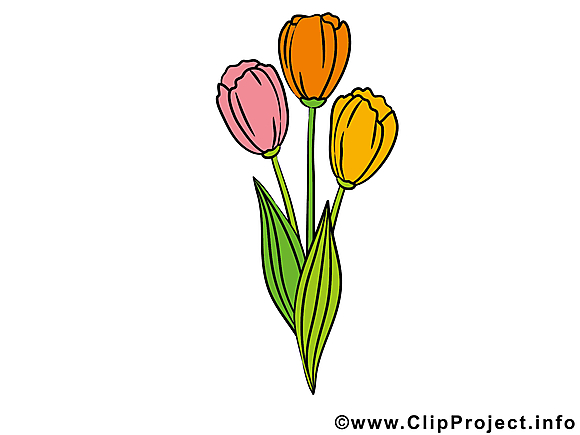 Tulipes image gratuite – Fleurs clipart