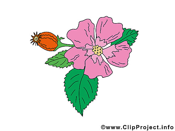 Violette cliparts gratuis – Fleurs images