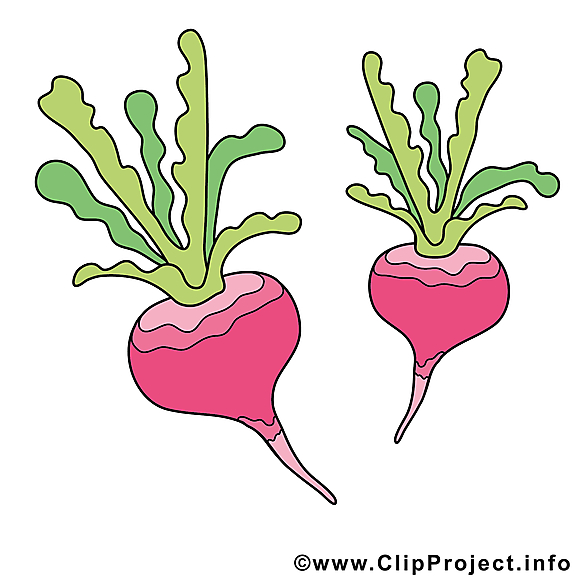 Radis clipart gratuit - Légume images