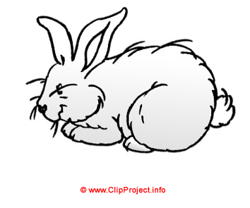 Lapin blanc image gratuites