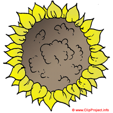 Fleur soleilimage clipart gratuit