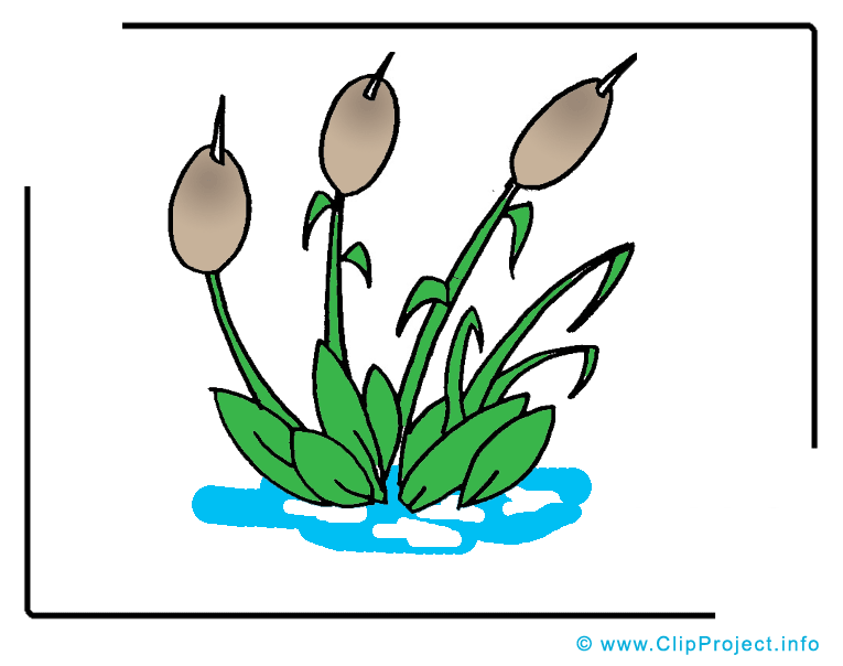 Jonc clipart gratuit - Plante dessins gratuits