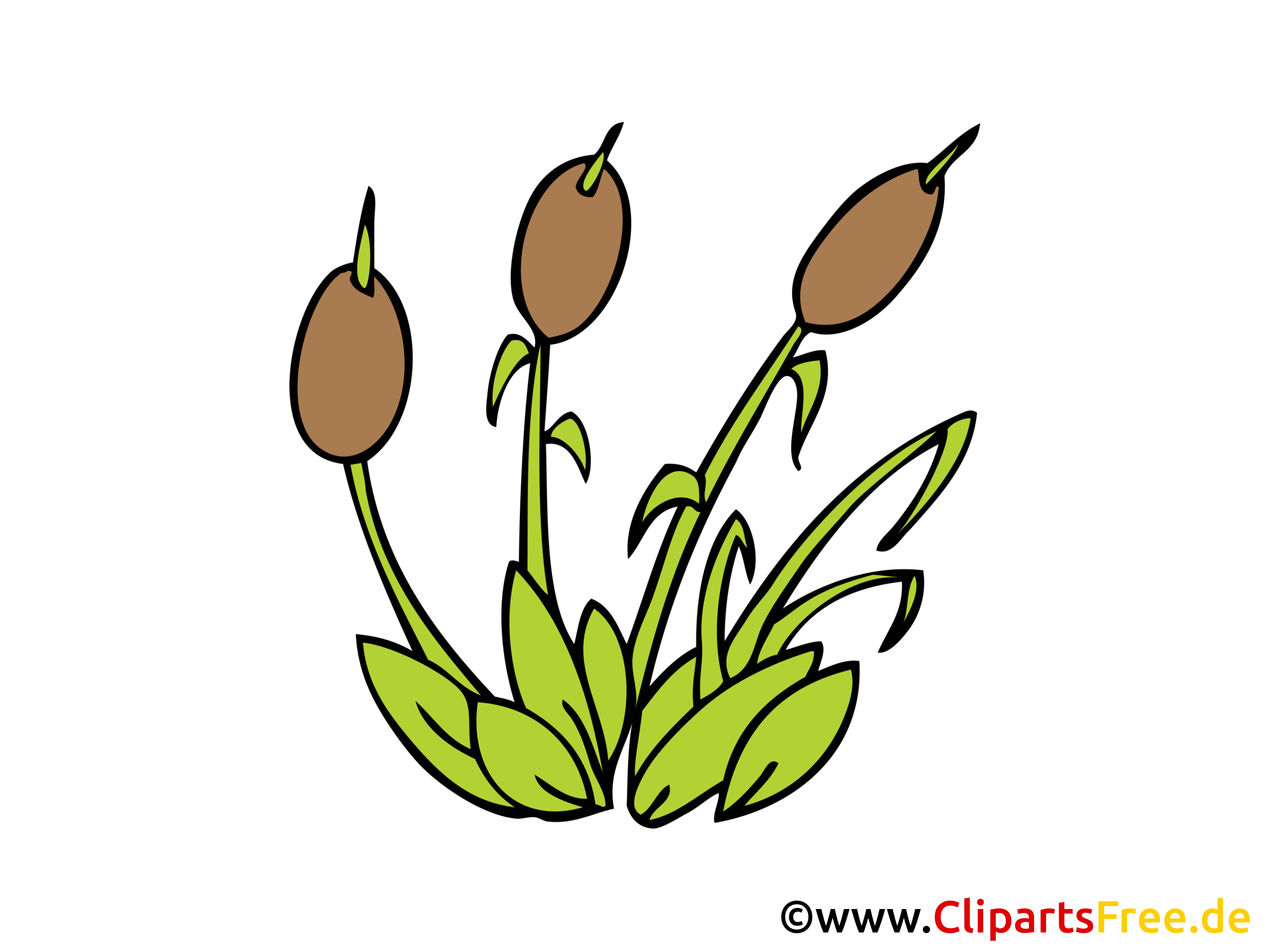 Jonc illustration gratuite - Plante clipart