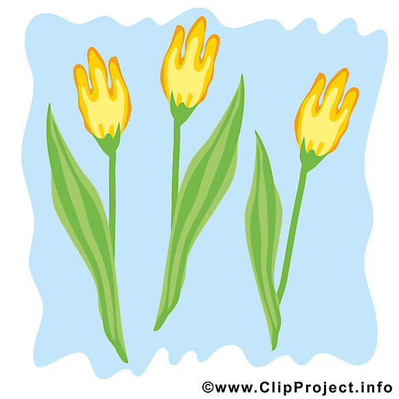 Tulipe dessin à télécharger - Printemps images