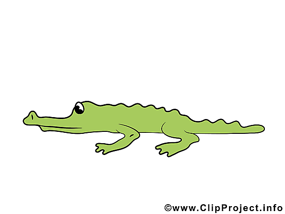 Alligator images – Animal clip art gratuit