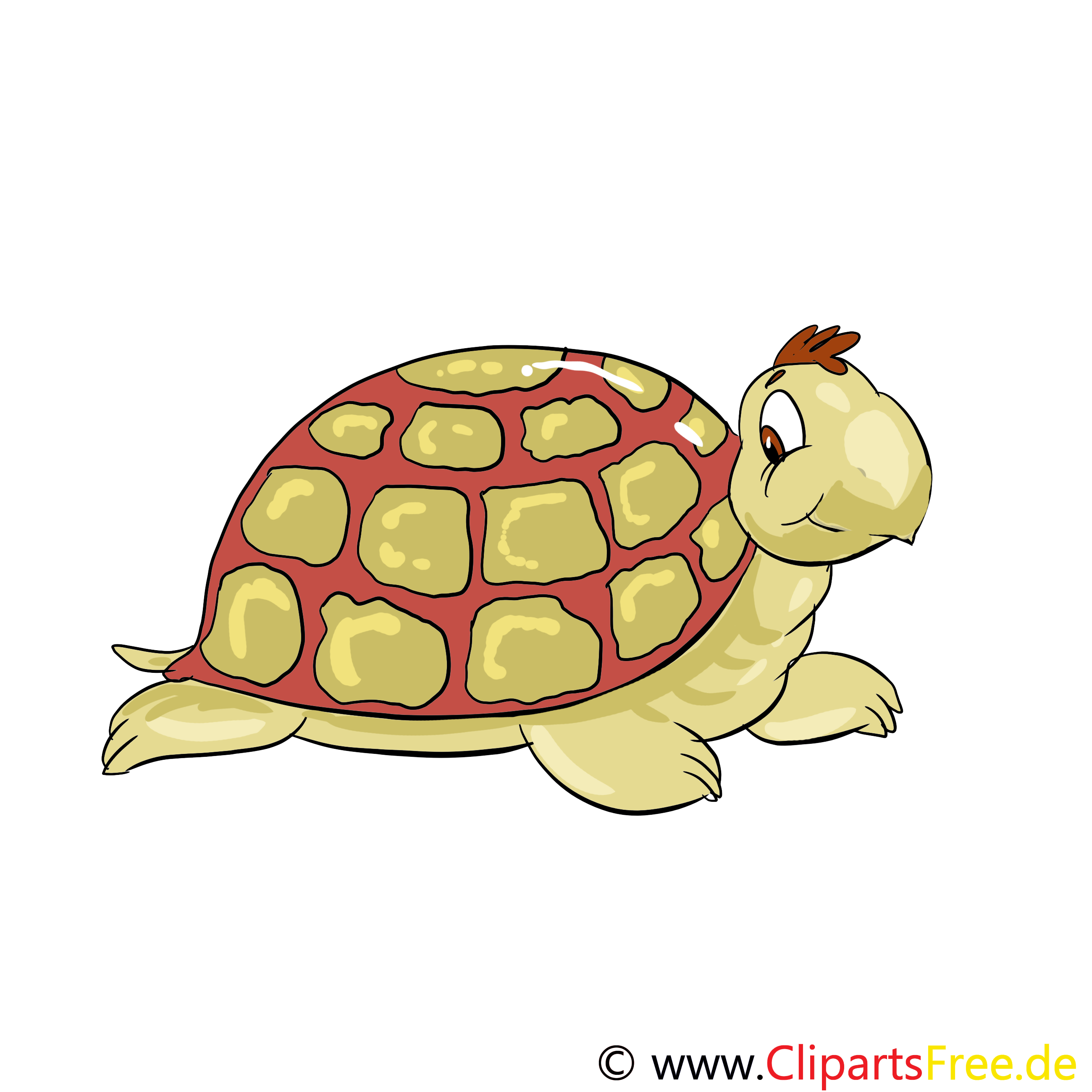 Tortue illustration – Animal images