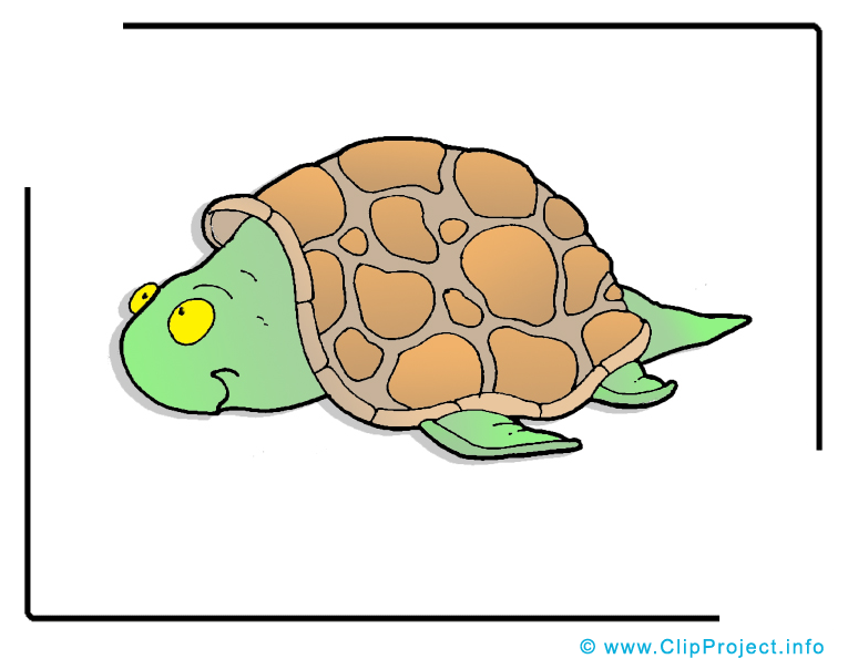 Tortue images – Animal clip art gratuit