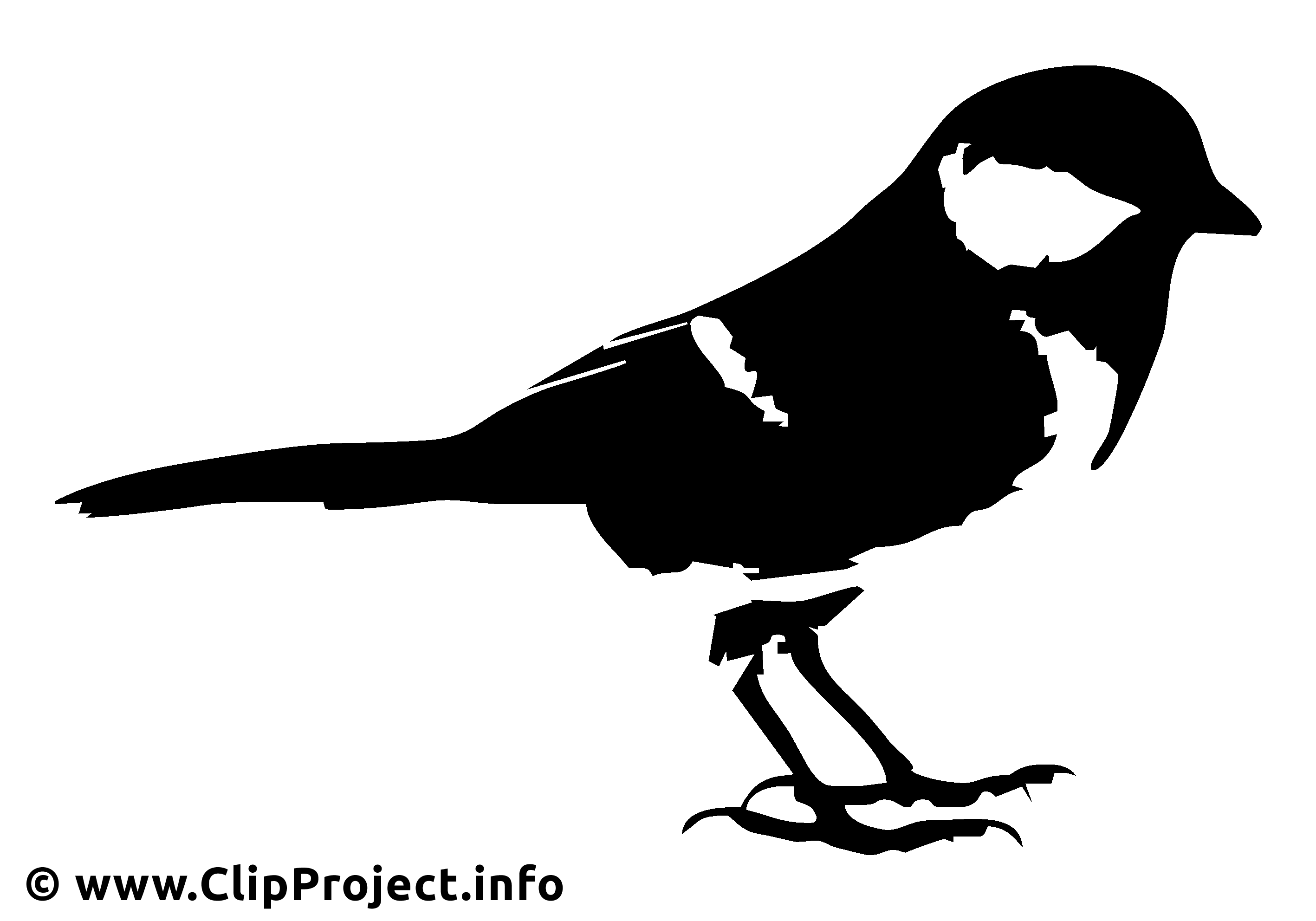 Bouvreuil illustration - Noir et blanc images - Noir et blanc dessin