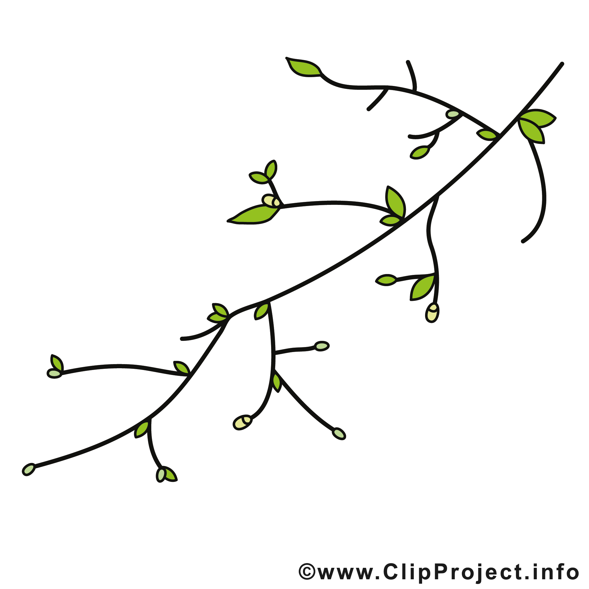 Bourgeons printemps image à télécharger gratuite  Printemps clipart