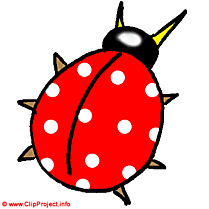 Coccinelle insecte image gratuite