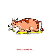 Image vache gratuites