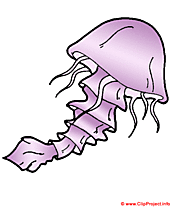 Meduse clipart gratuit