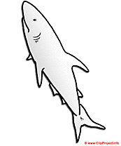 Requin blanc image gratuite