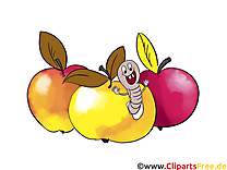 Pommes illustration gratuite – Automne clipart