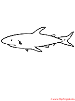 Requin coloriage