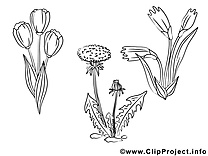 Floraison coloriage cliparts à télécharger