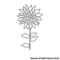 Tournesol illustration – Coloriage campagne cliparts