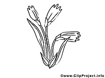 Floraison clip art – Fleurs image à colorier