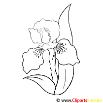 Illustration fleurs à imprimer