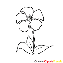 Illustration floraison – Fleurs à colorier