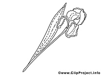 Iris dessin – Coloriage fleurs à télécharger