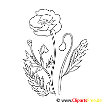 Pavot clipart gratuit – Fleurs à colorier